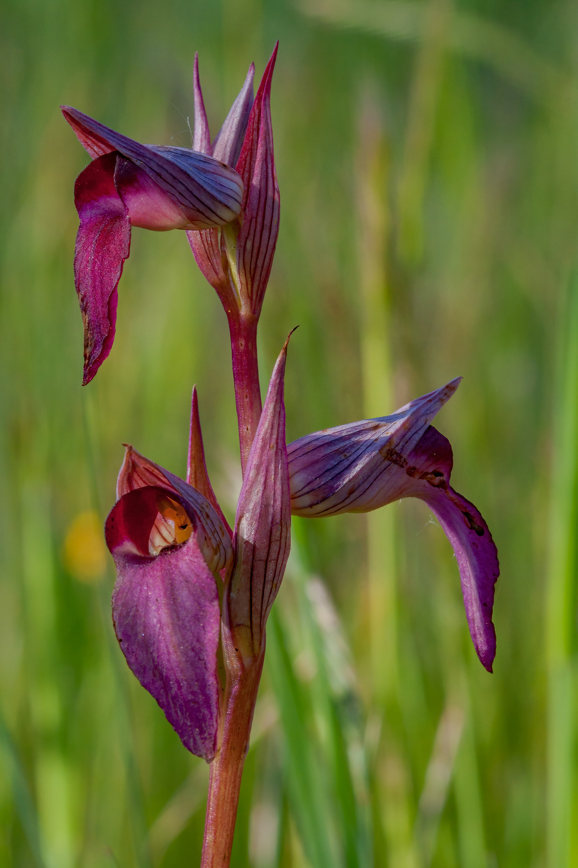 SERAPIAS LINGUA