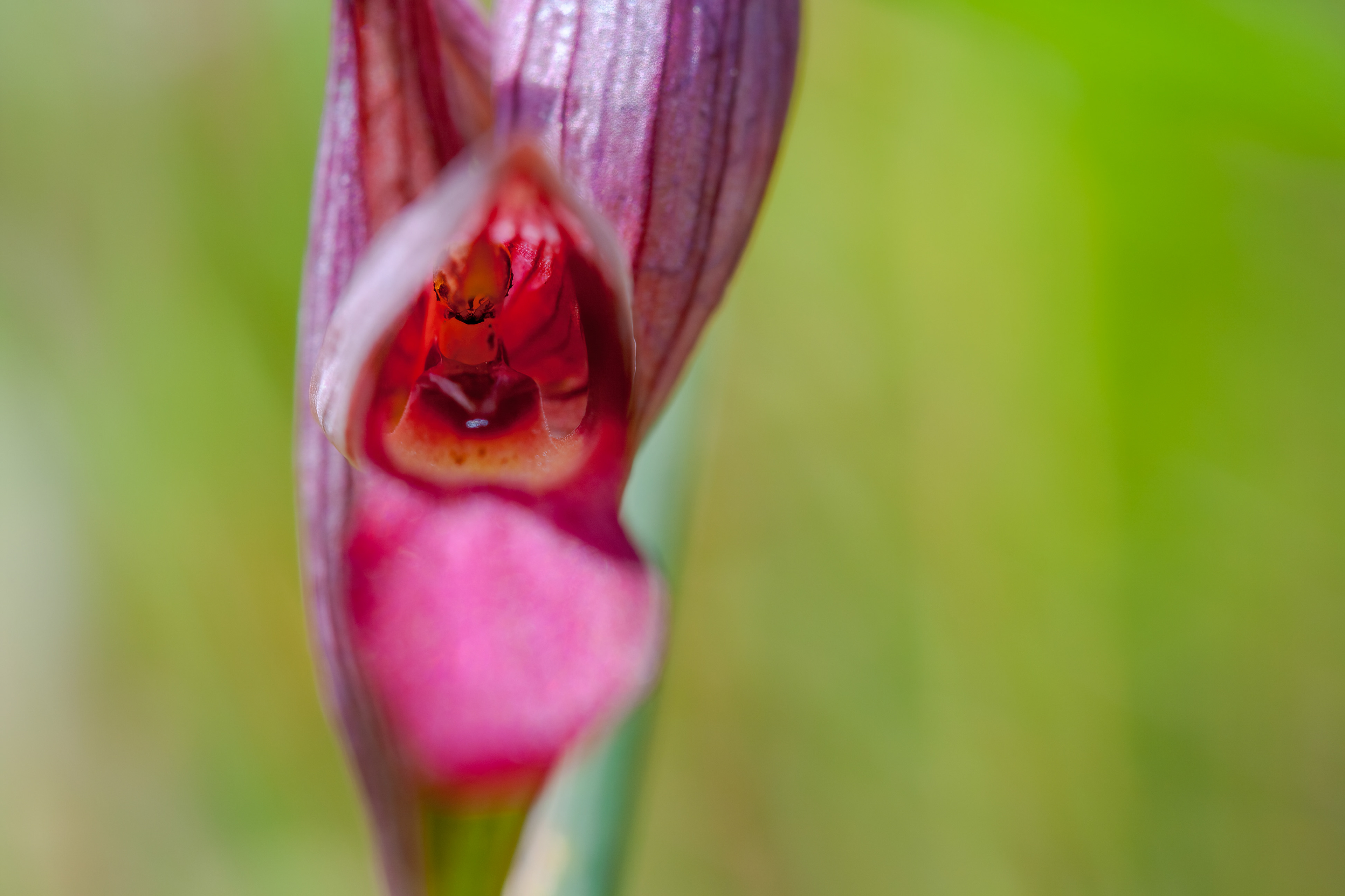 SERAPIAS LINGUA, ORQUÍDEA