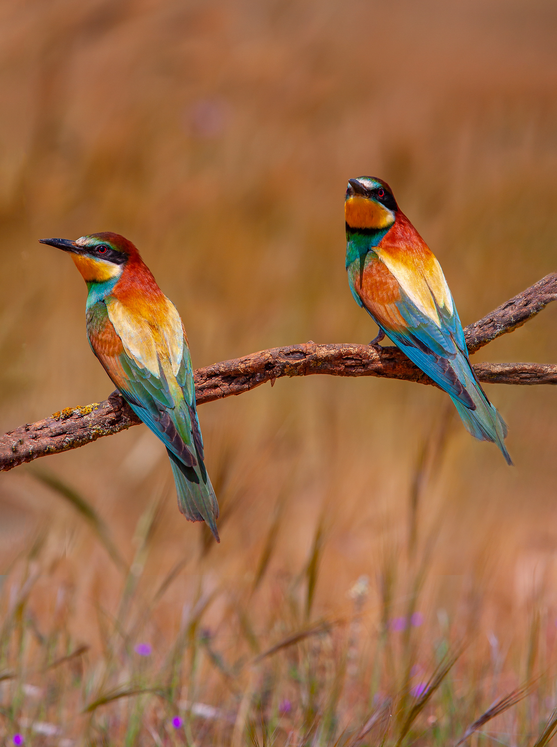 MEROPS APIASTER