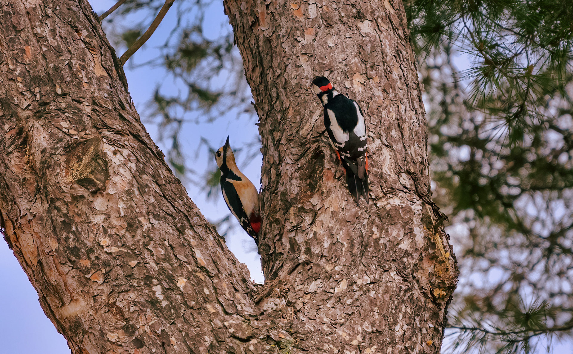 JUGANDO AL ESCONDITE