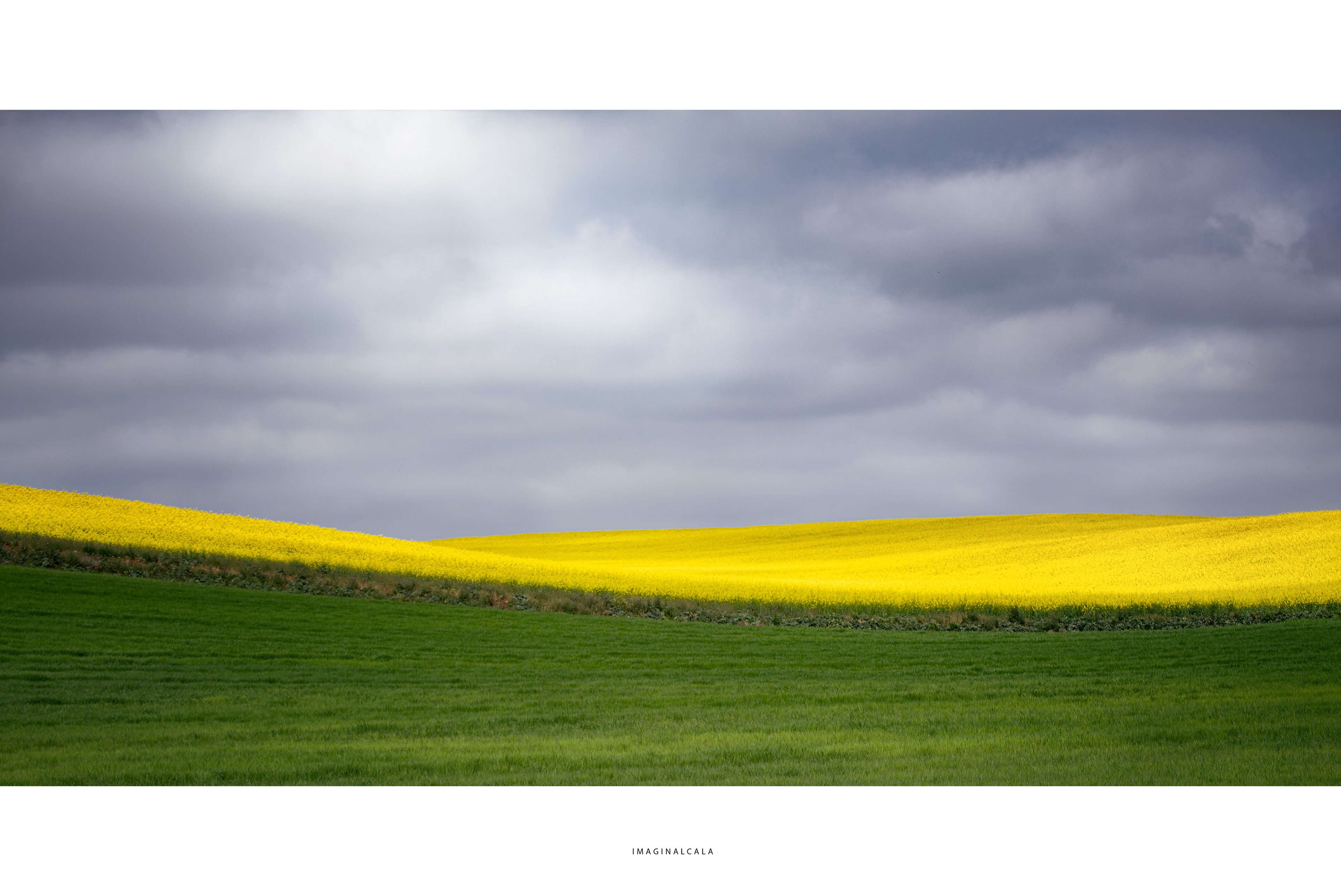 CAMPOS DE COLZA EN LA ESTEPA