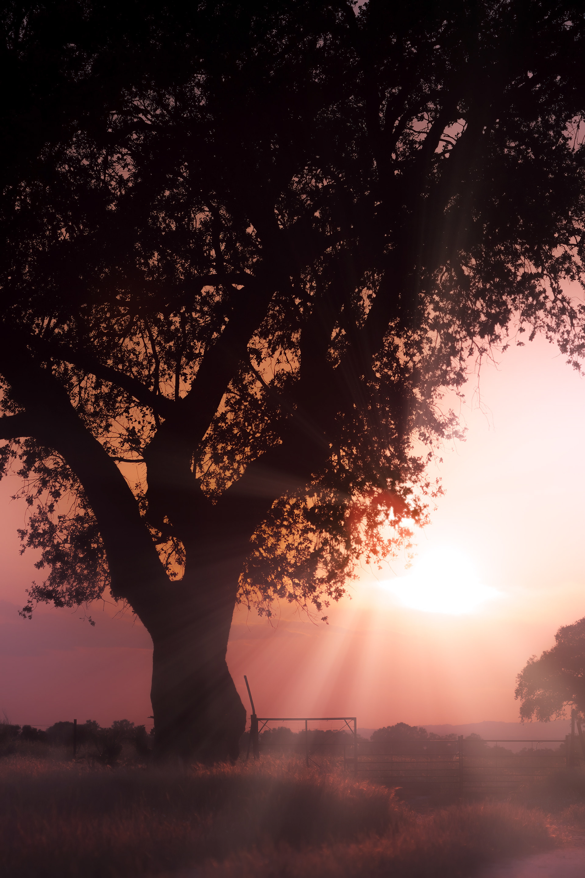 Alcornoque en el atardecer neblinoso