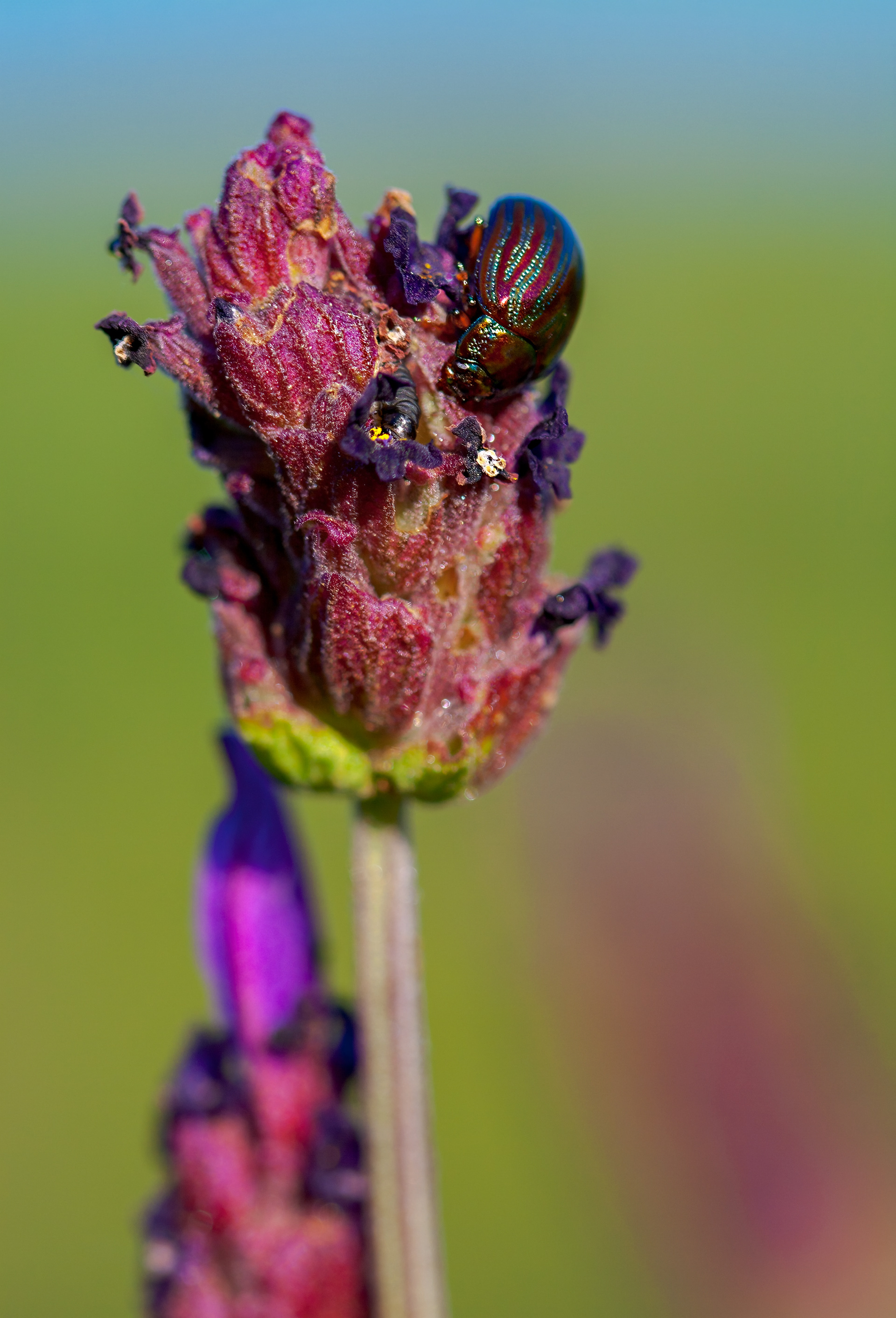 joyas sobre Cantueso