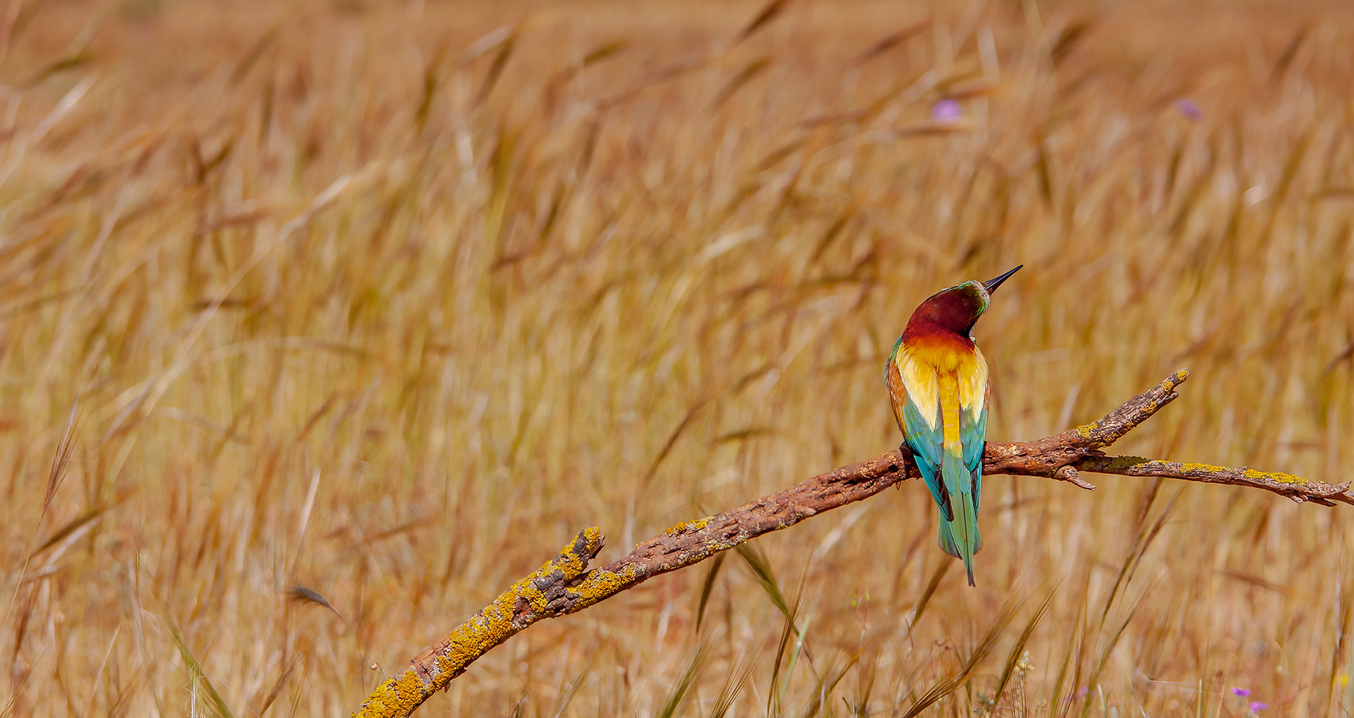 EJERCICIOS PREVIOS A LA CAZA