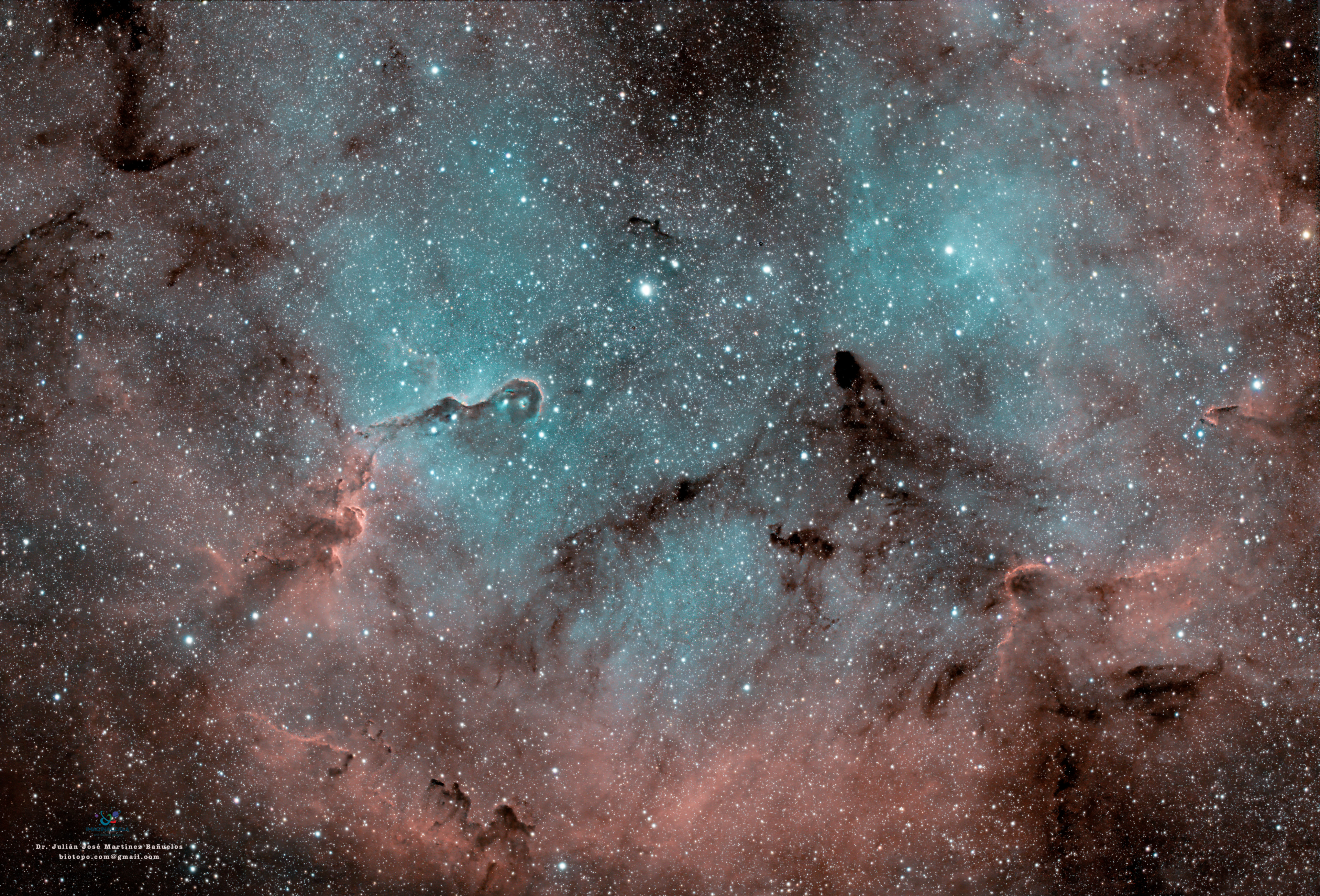 DETALLE TROMPA DE ELEFANTE 242