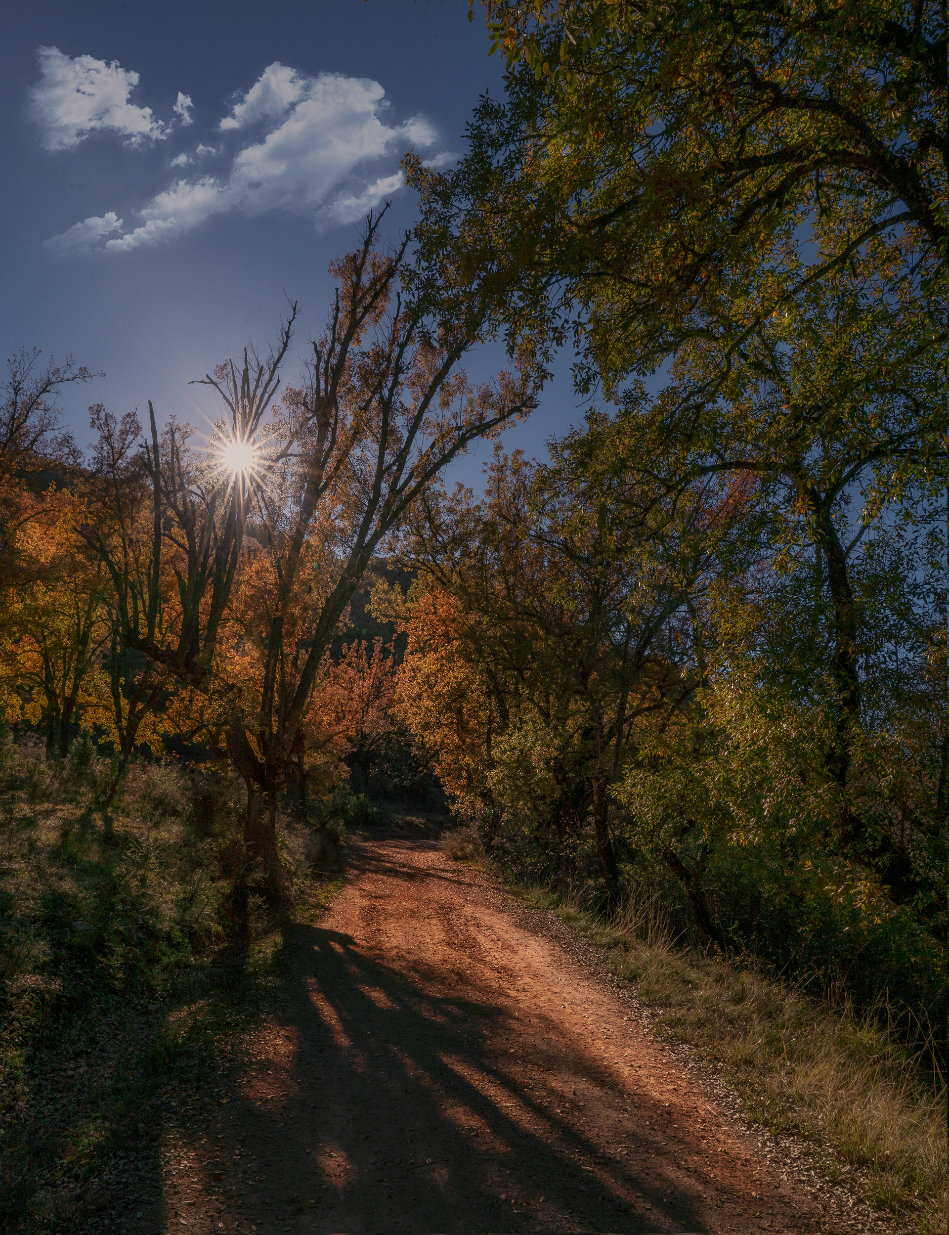 QUEJIGAR RETIENDAS-MONASTERIO DE BONAVAL GUADALAJARA
