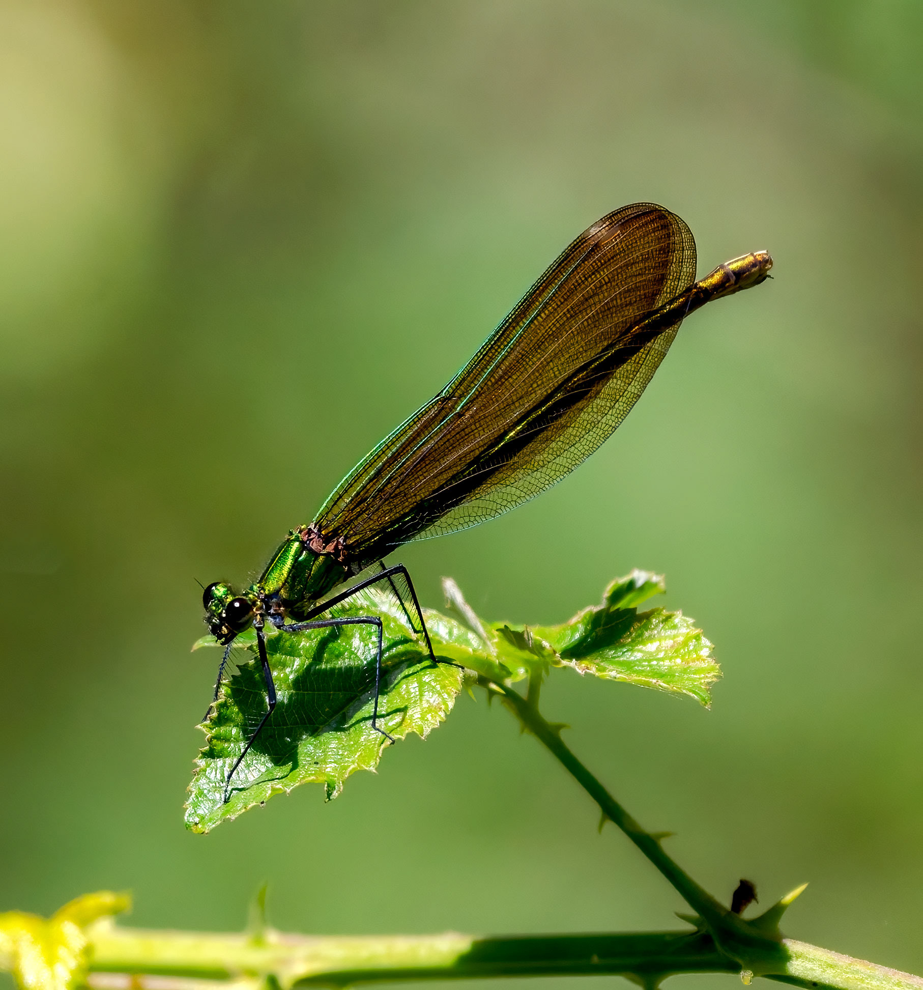Caleopteryx xanthostoma, hembra
