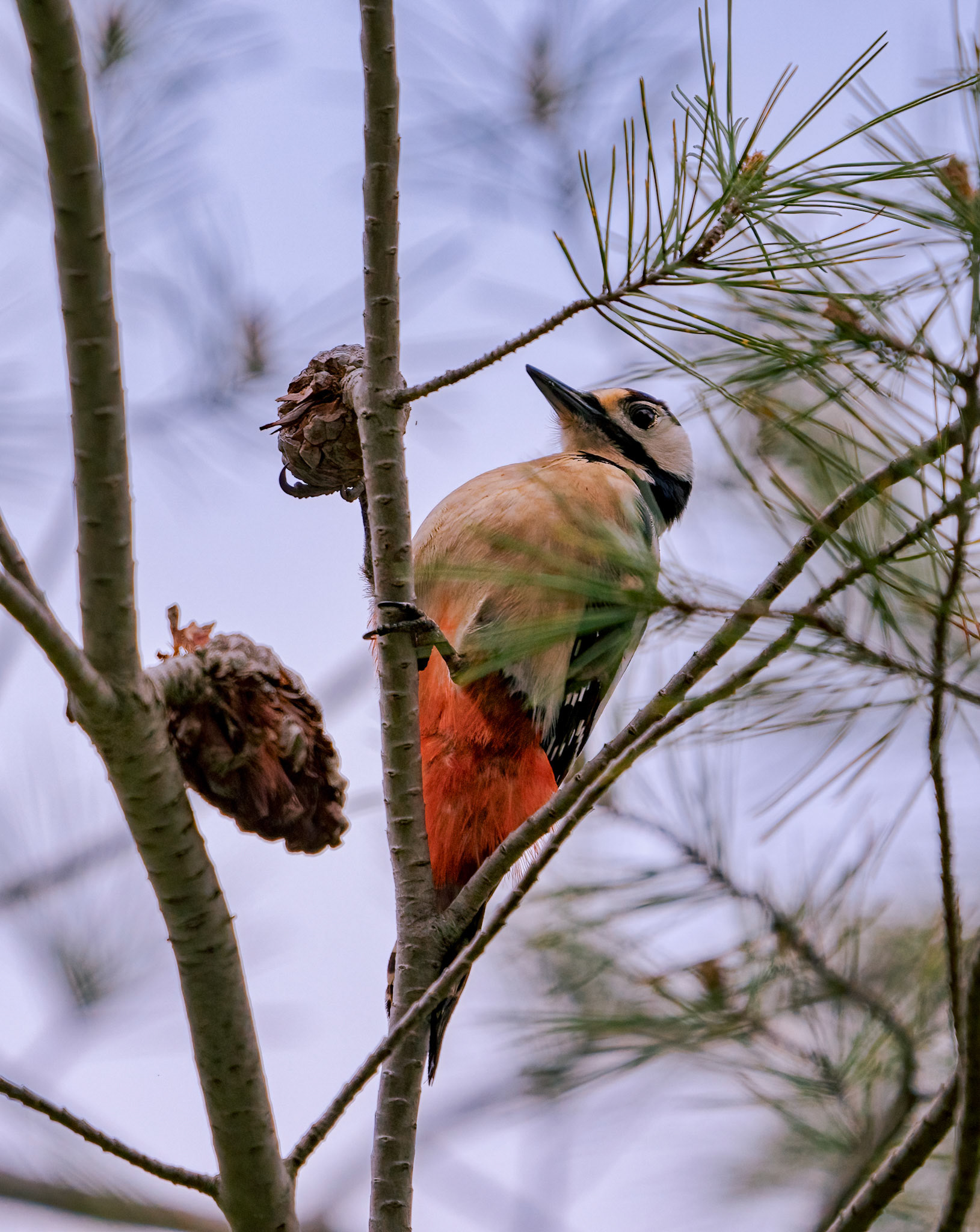 DÁNDOLE A LA PIÑA EN BUSCA DE LOS PIÑONES