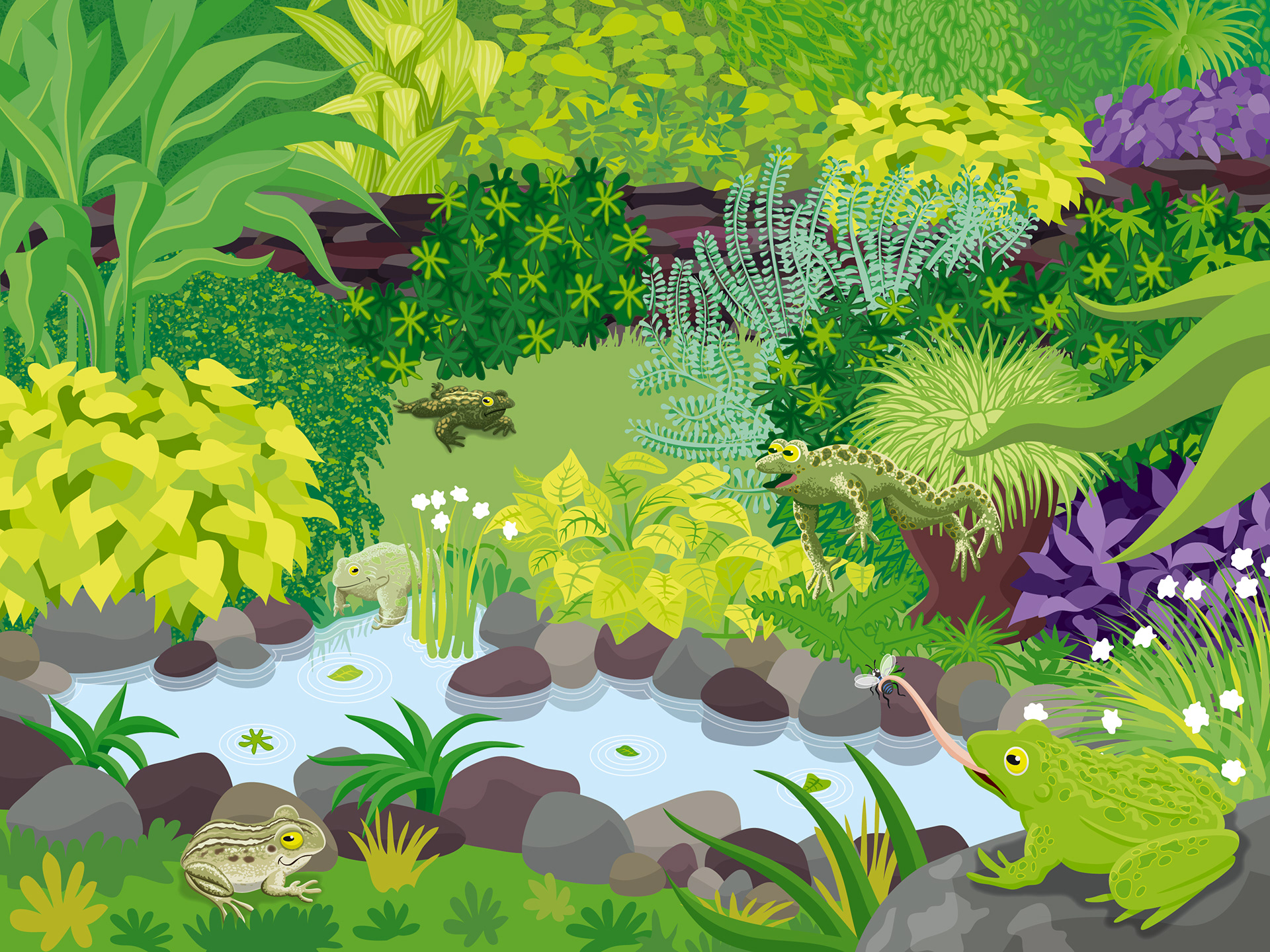 Internal Spread | Frog