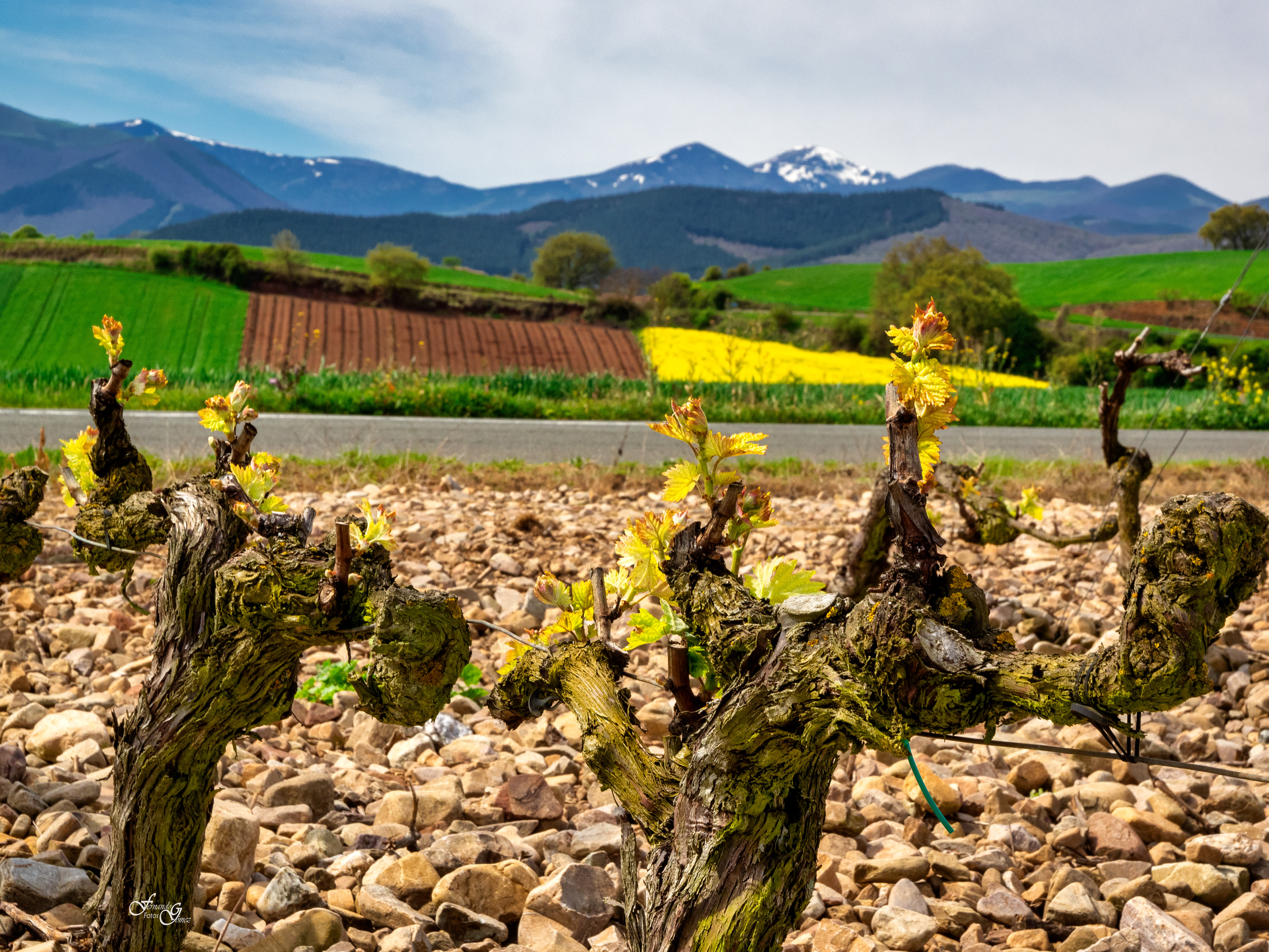 Viñas y color...