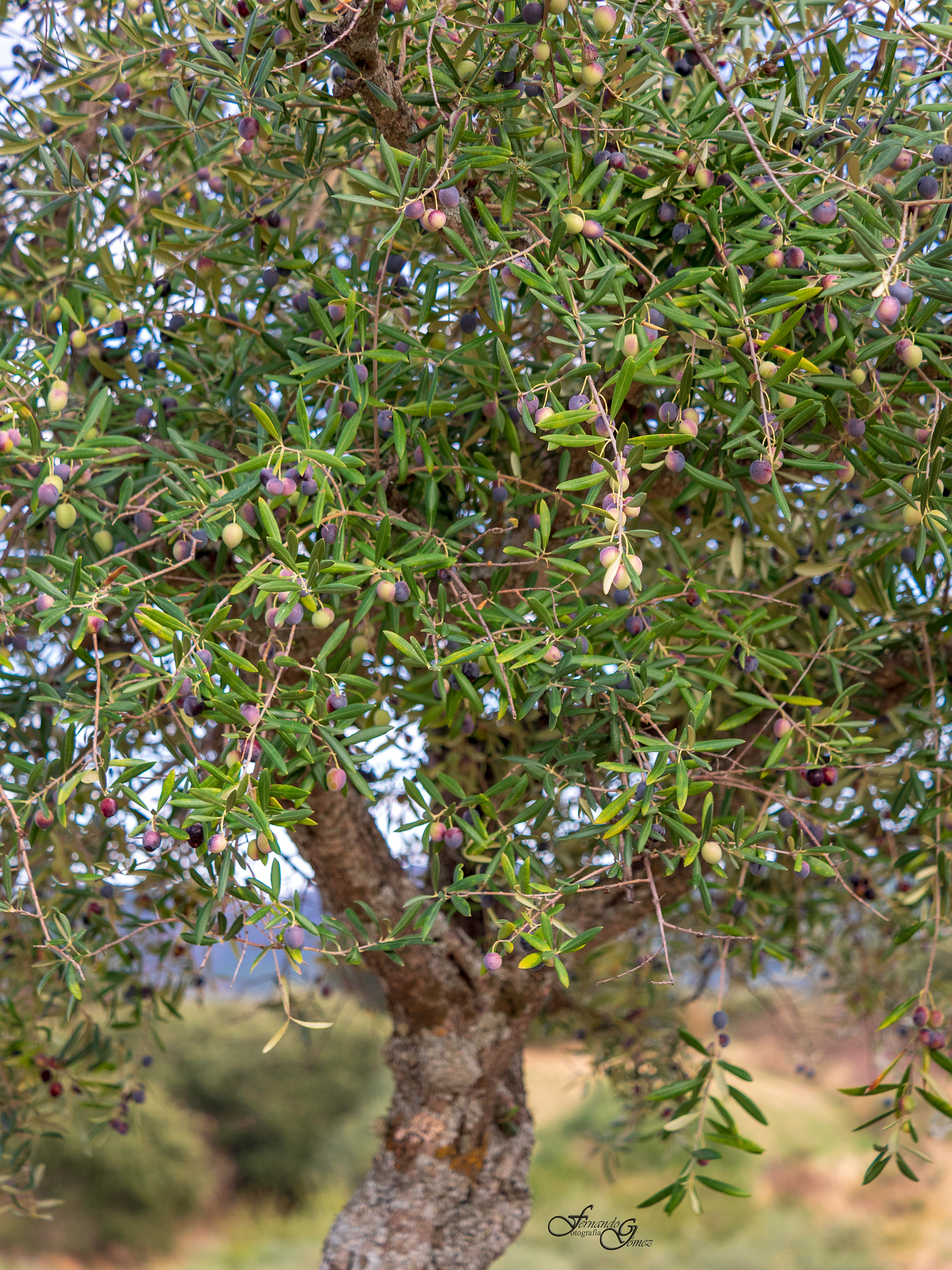 Olivo