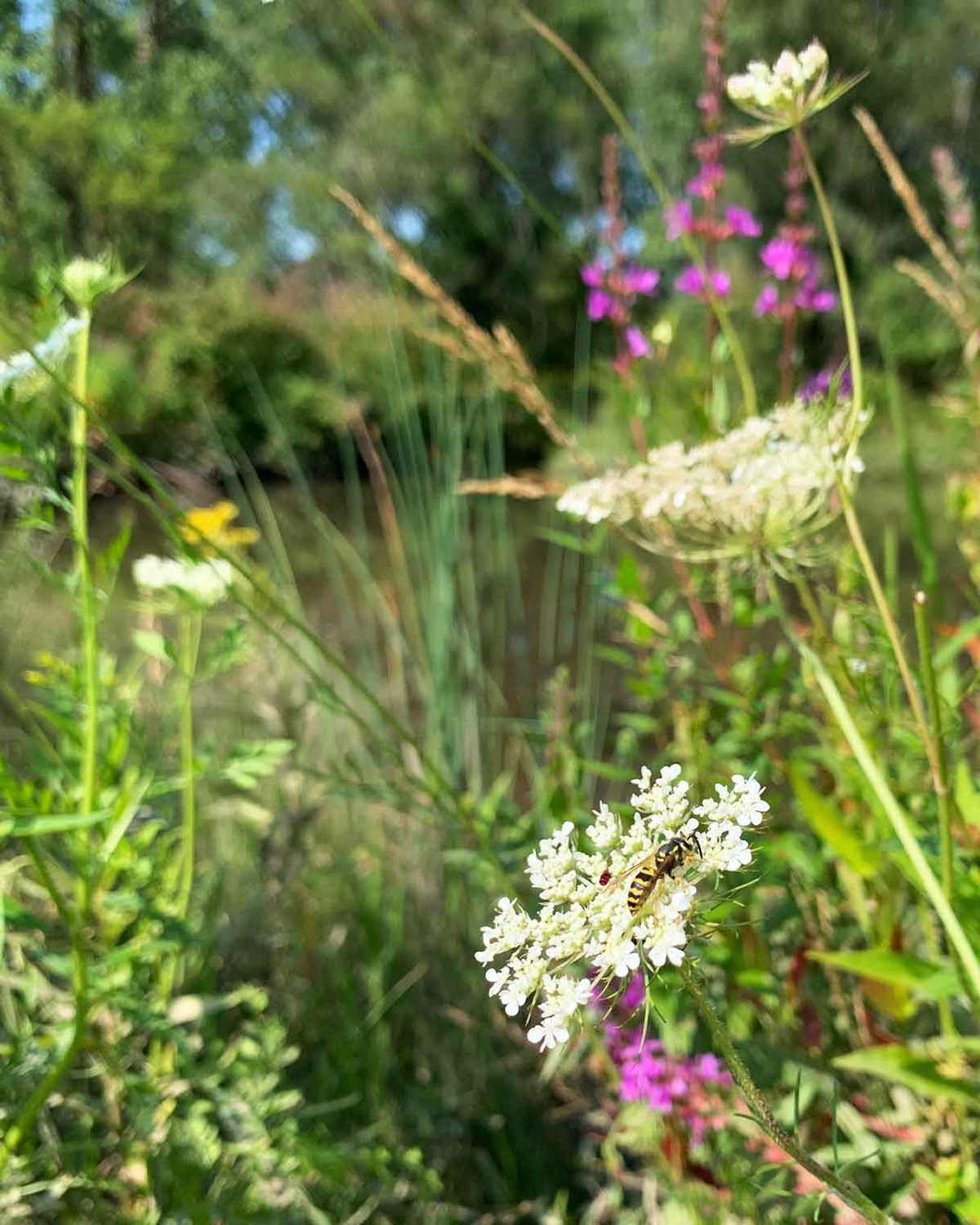 Pollination at Work