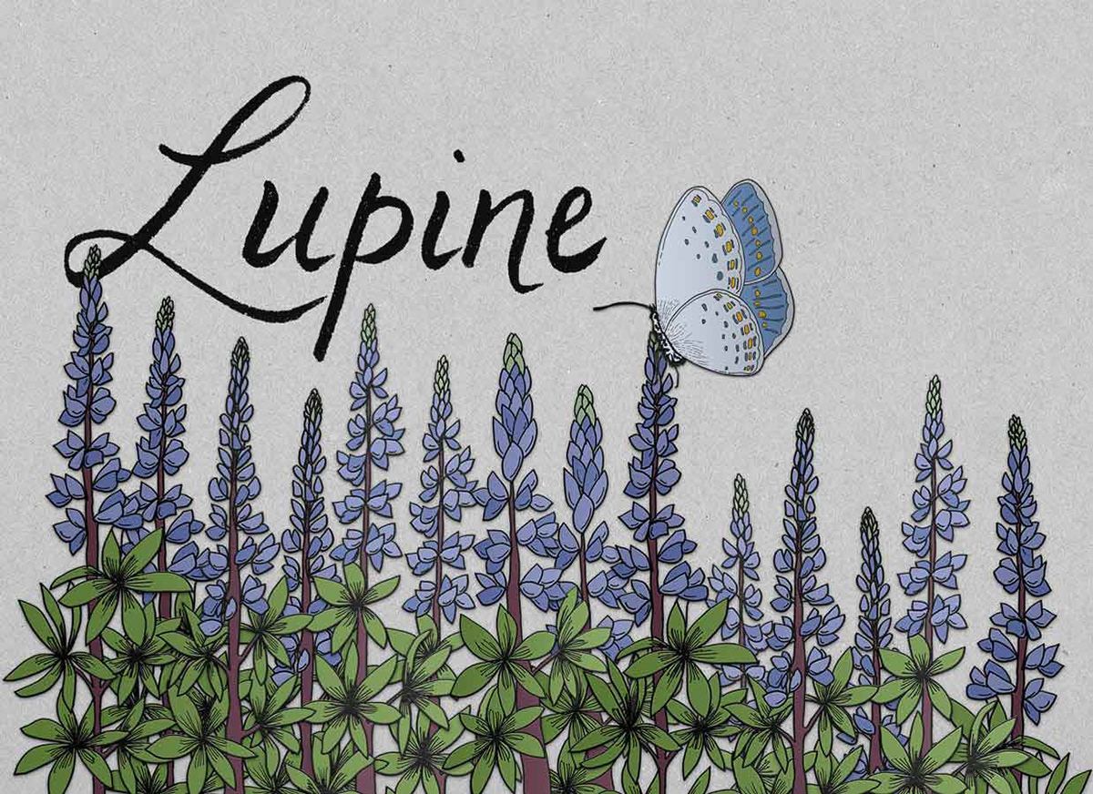 Lupine and Karner Butterfly Bookpage