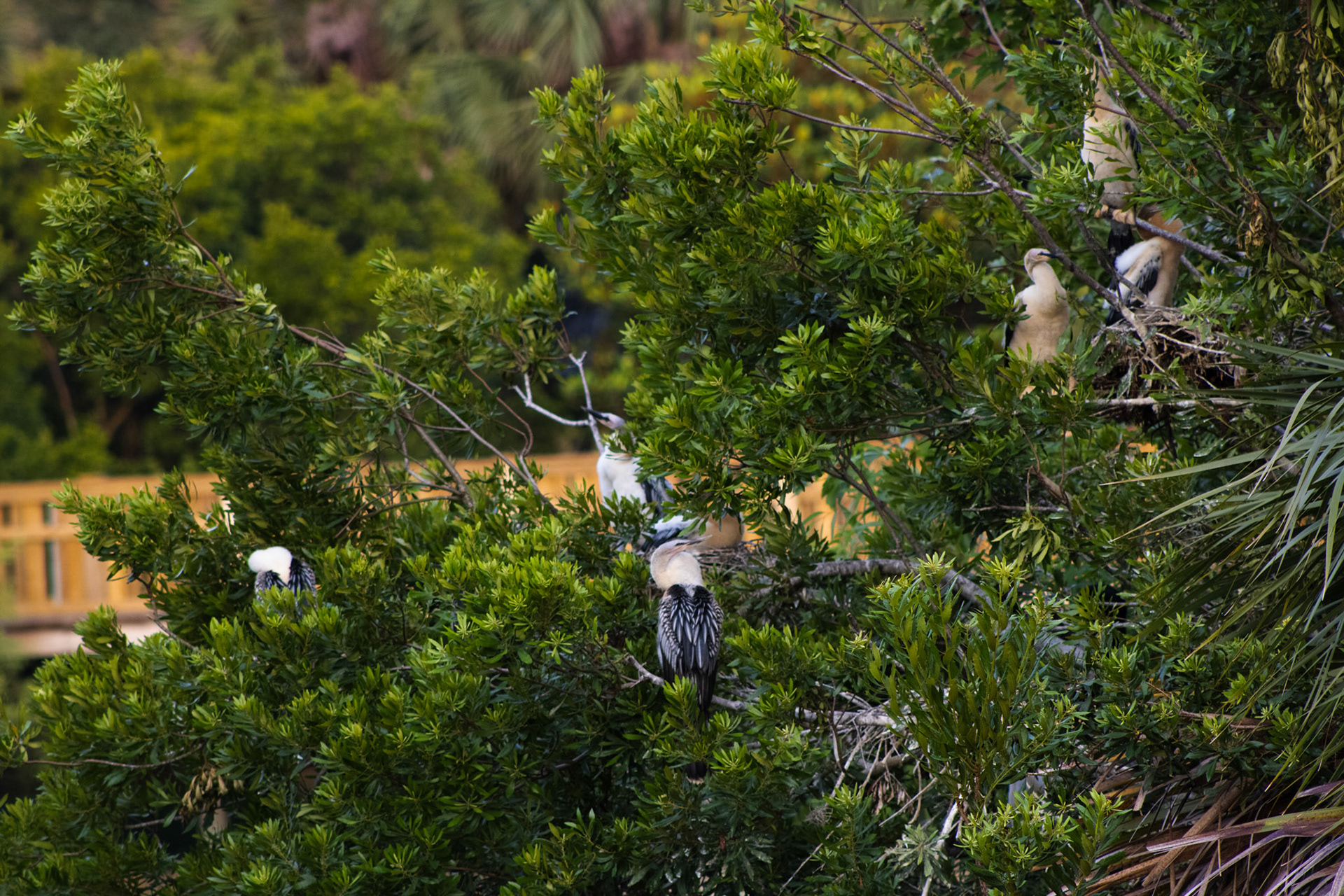 Bird Island Birds in Ponte Vedra Beach