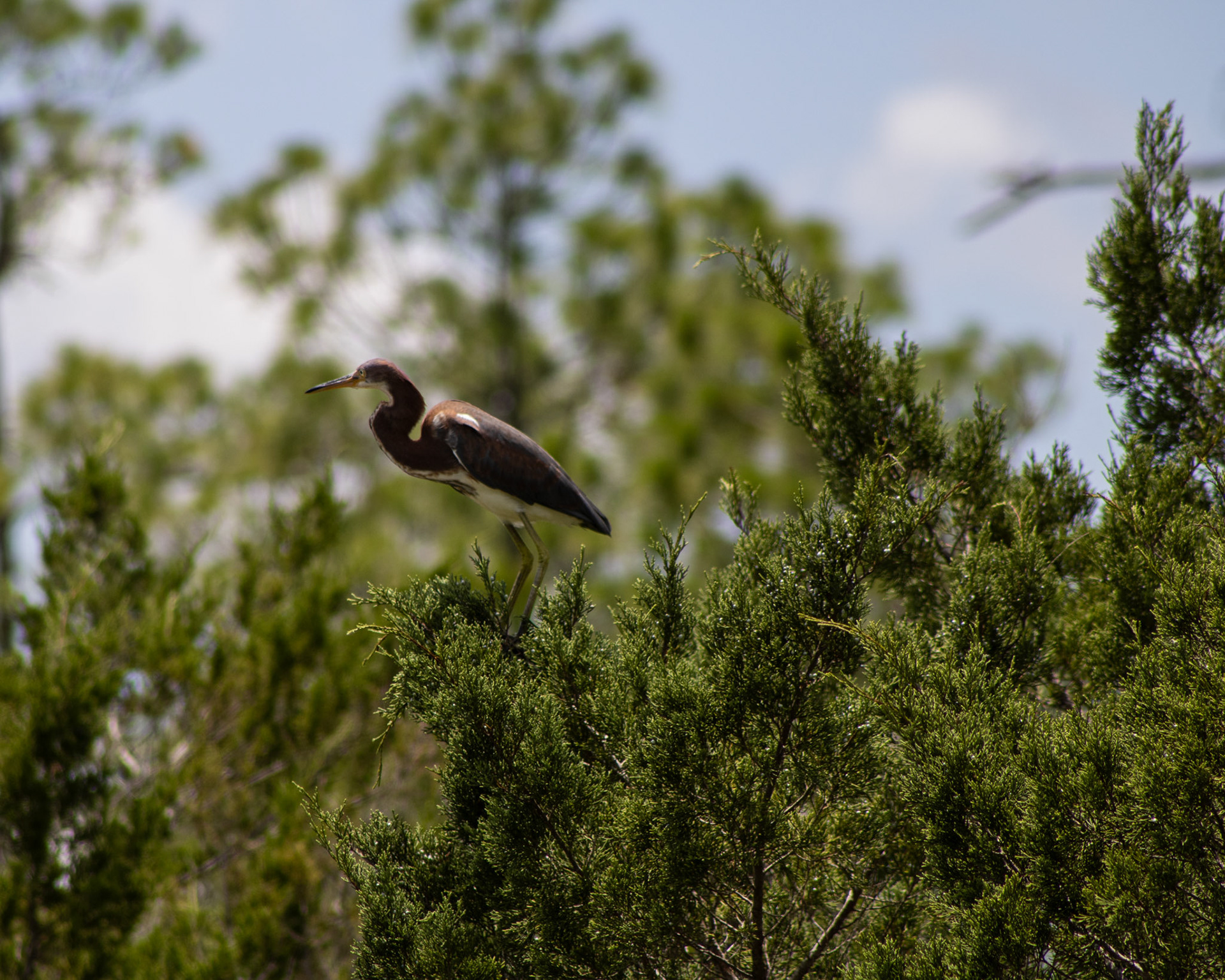 Nocatee Paddle Launch-Tricolored Heron