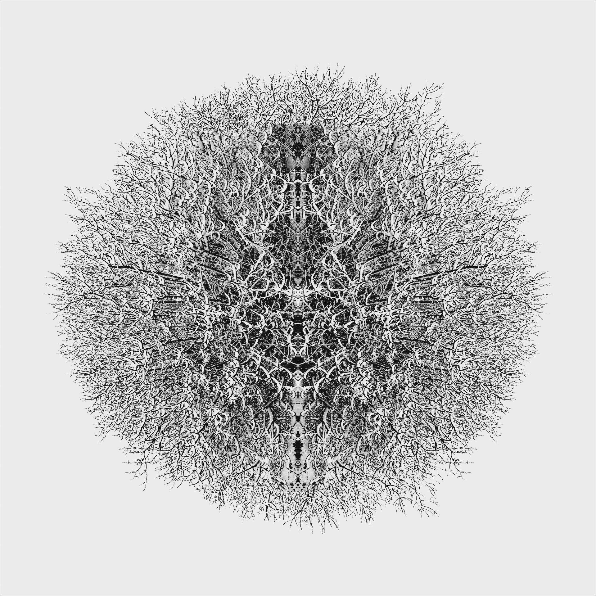 White Syke | ©2023