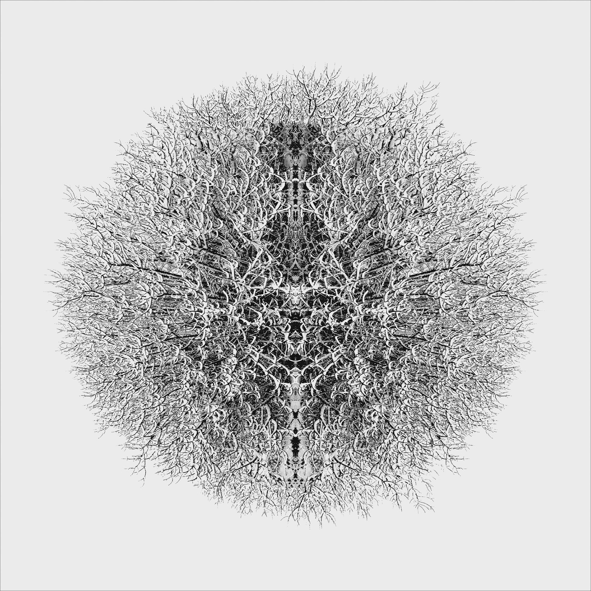 Symmetrical intertwining of bare branches forming a circular abstract structure, evoking the mythological Syke.