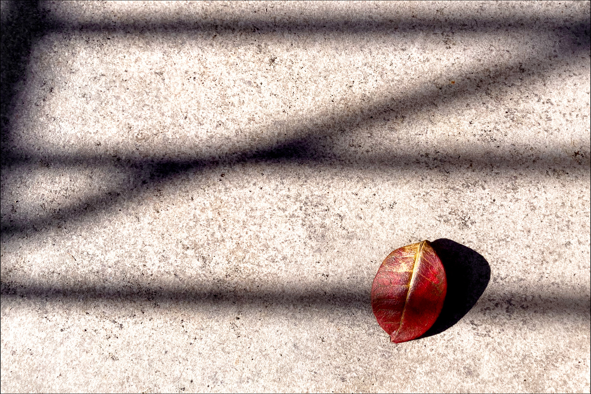 Red leaf suspended on parallel shadows resembling a musical staff, color reference inspired by Kandinsky