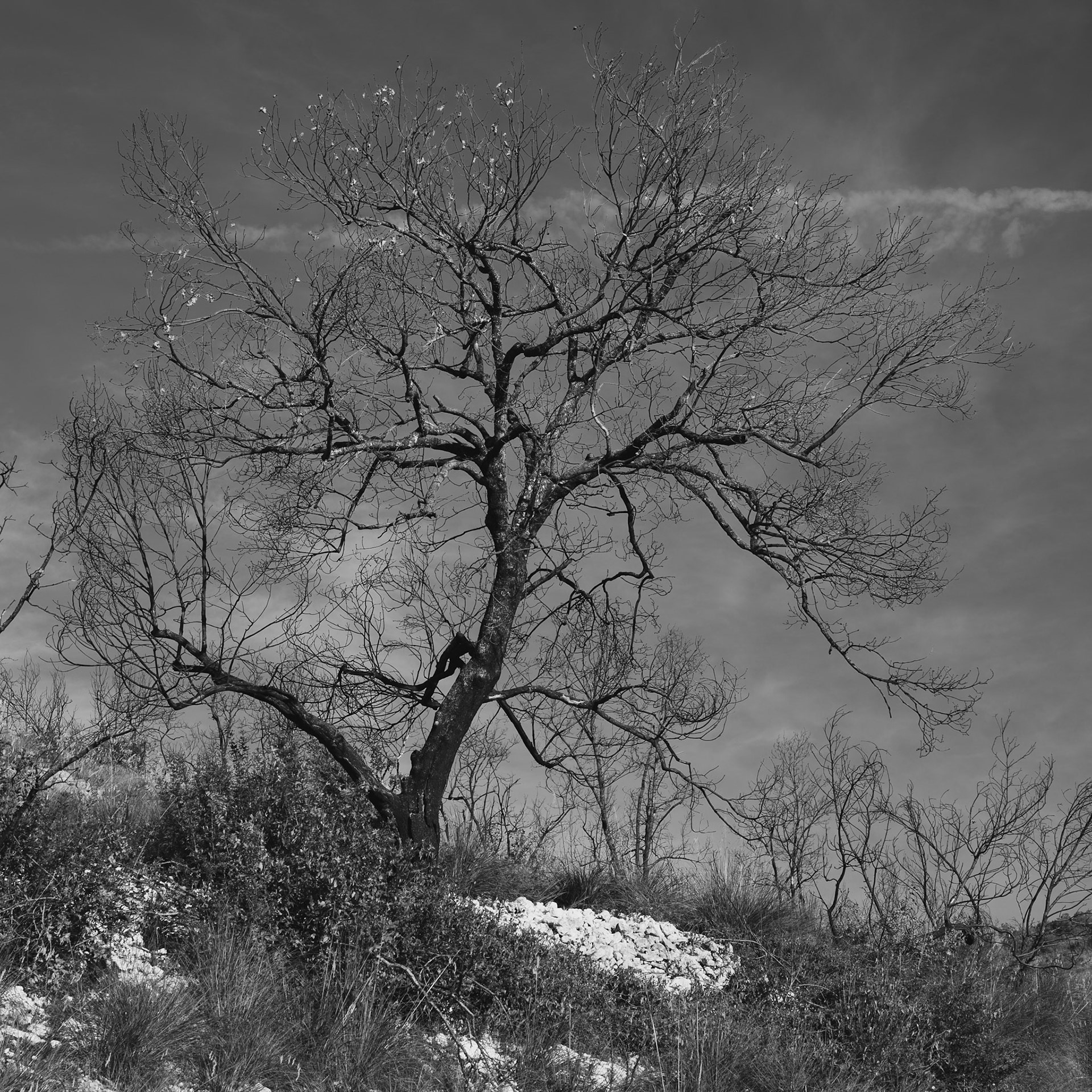Bare and twisted tree in black and white on a grassy hill, with cloudy winter sky and solitary atmosphere.