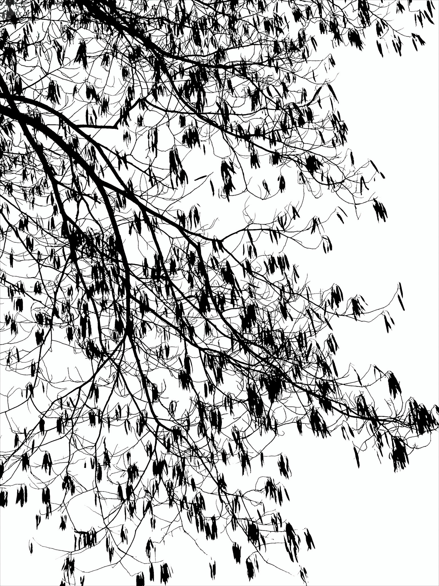 Dry branches on a white background creating an atmosphere of silence and abstraction.