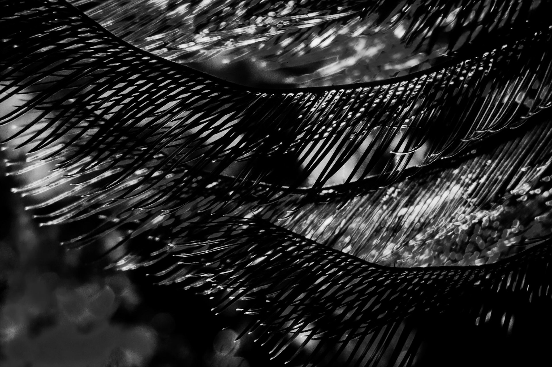 Abstract wing-like form suspended in darkness, marked by tension and stillness.