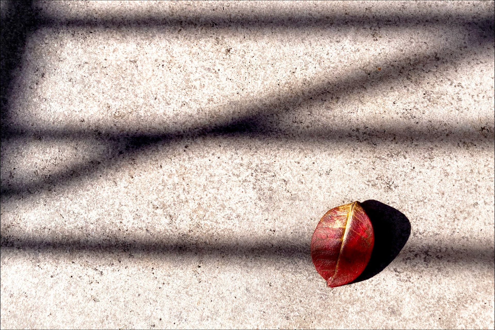 Red leaf on a shadow forming a musical staff, evoking an autumnal note