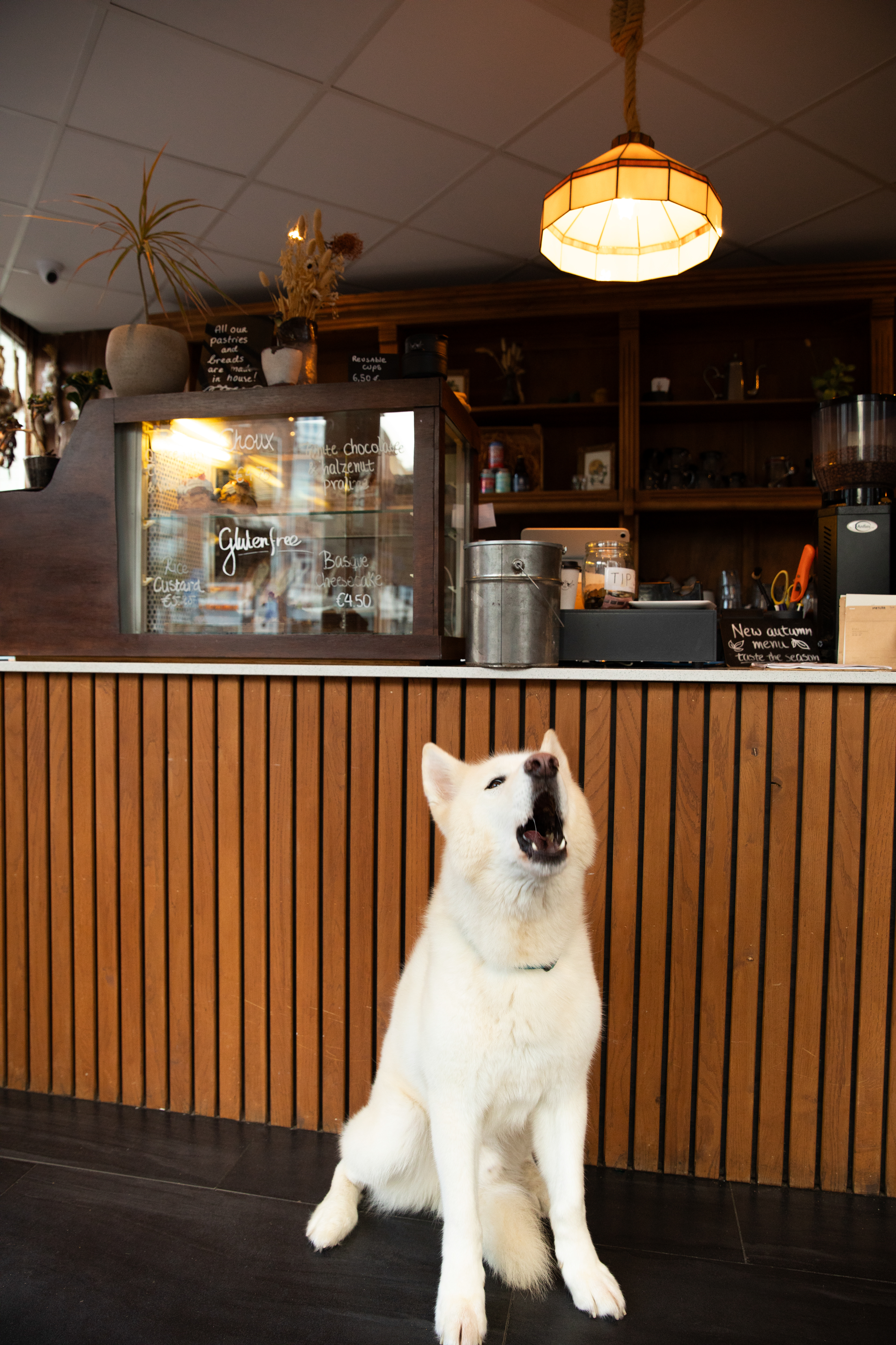 Photoshooting - Birdflower