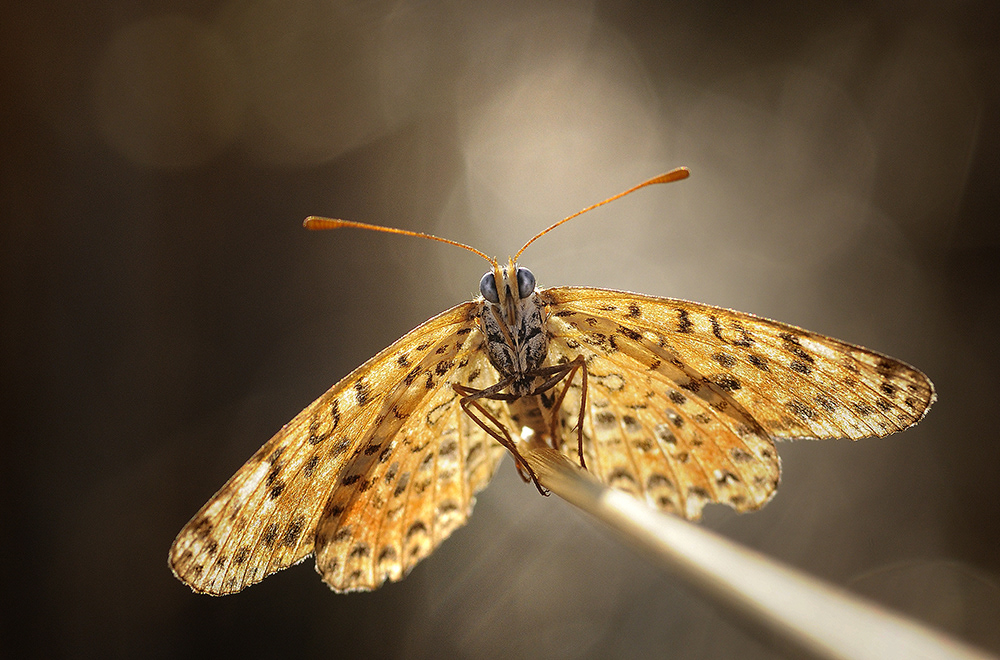 MACRO 24M