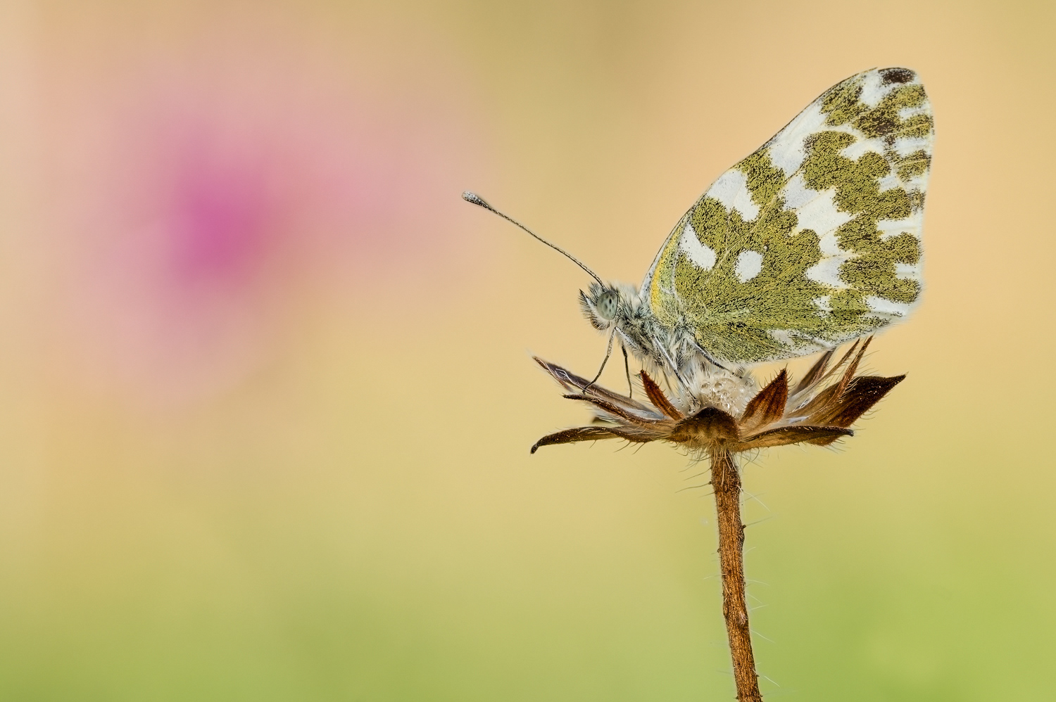 Resedafalter (Pontia edusa)