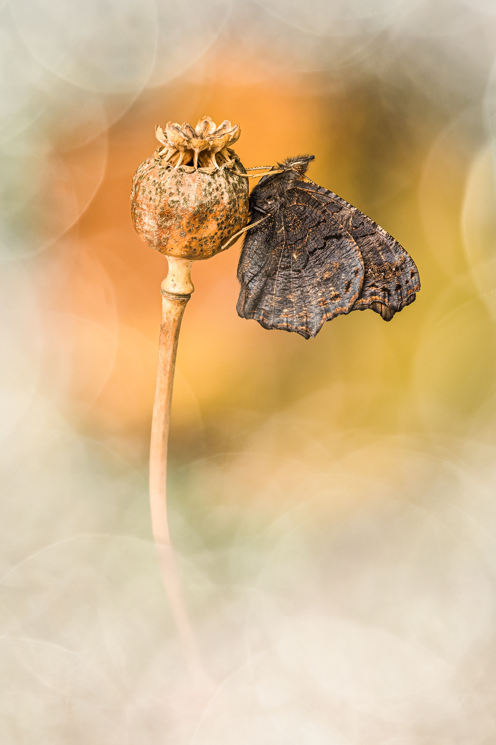 Tagpfauenauge/Aglais io