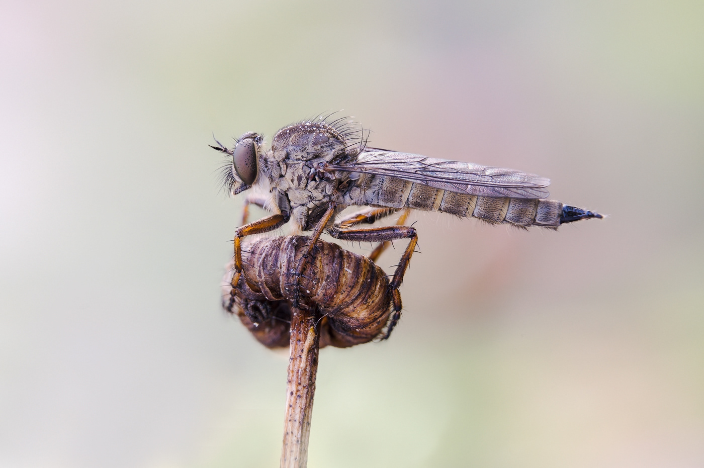 Raubfliege
