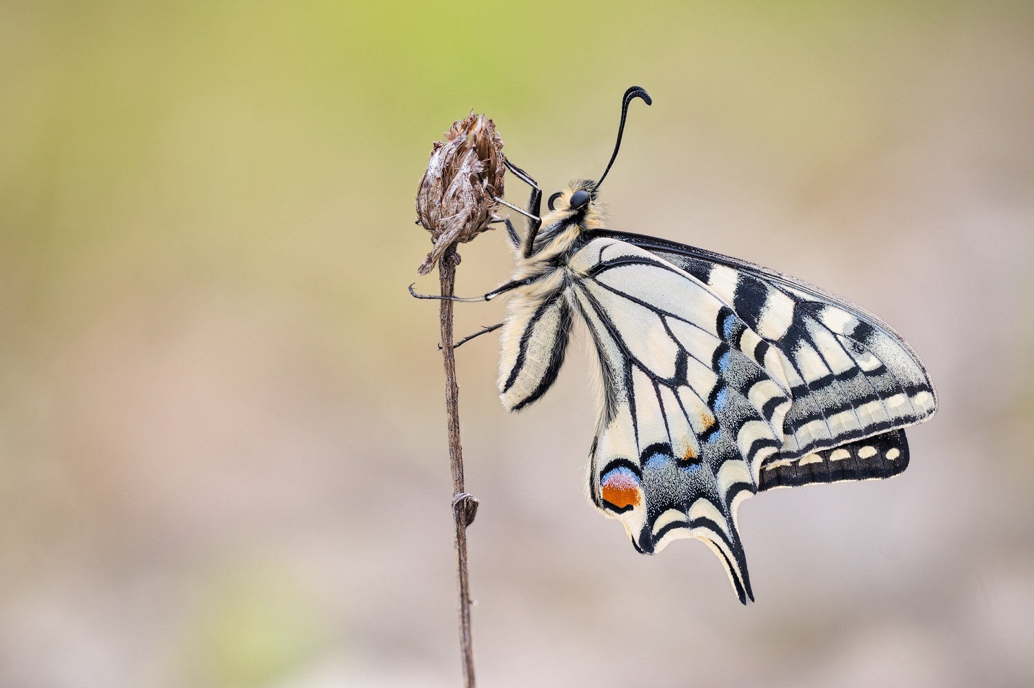 Schwalbenschwanz (Papilio machaon)