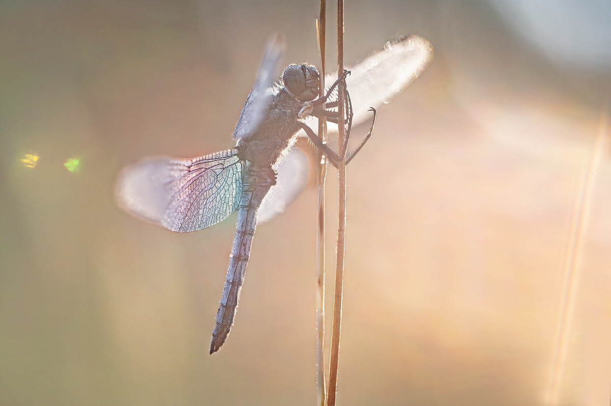 Großer Blaupfeil – Orthetrum cancellatum