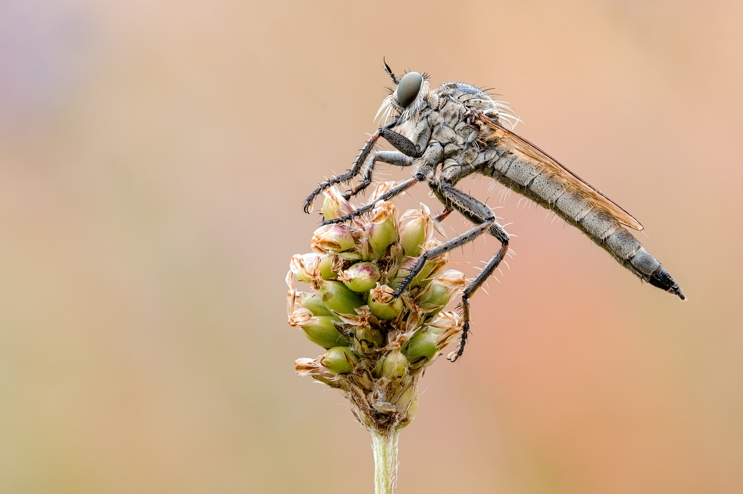 Schlichte Raubfliege (Machimus rusticus)