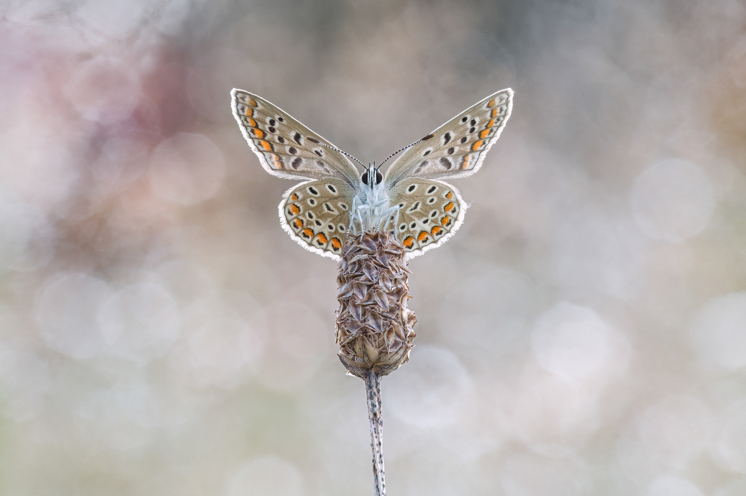 Hauhechel-Bläuling (Polyommatus icarus)