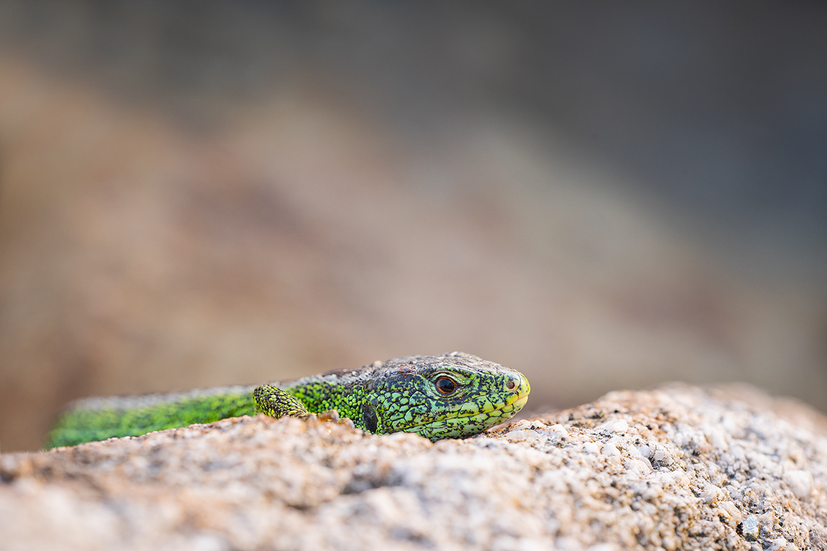 Zauneidechse (Lacerta agilis) 