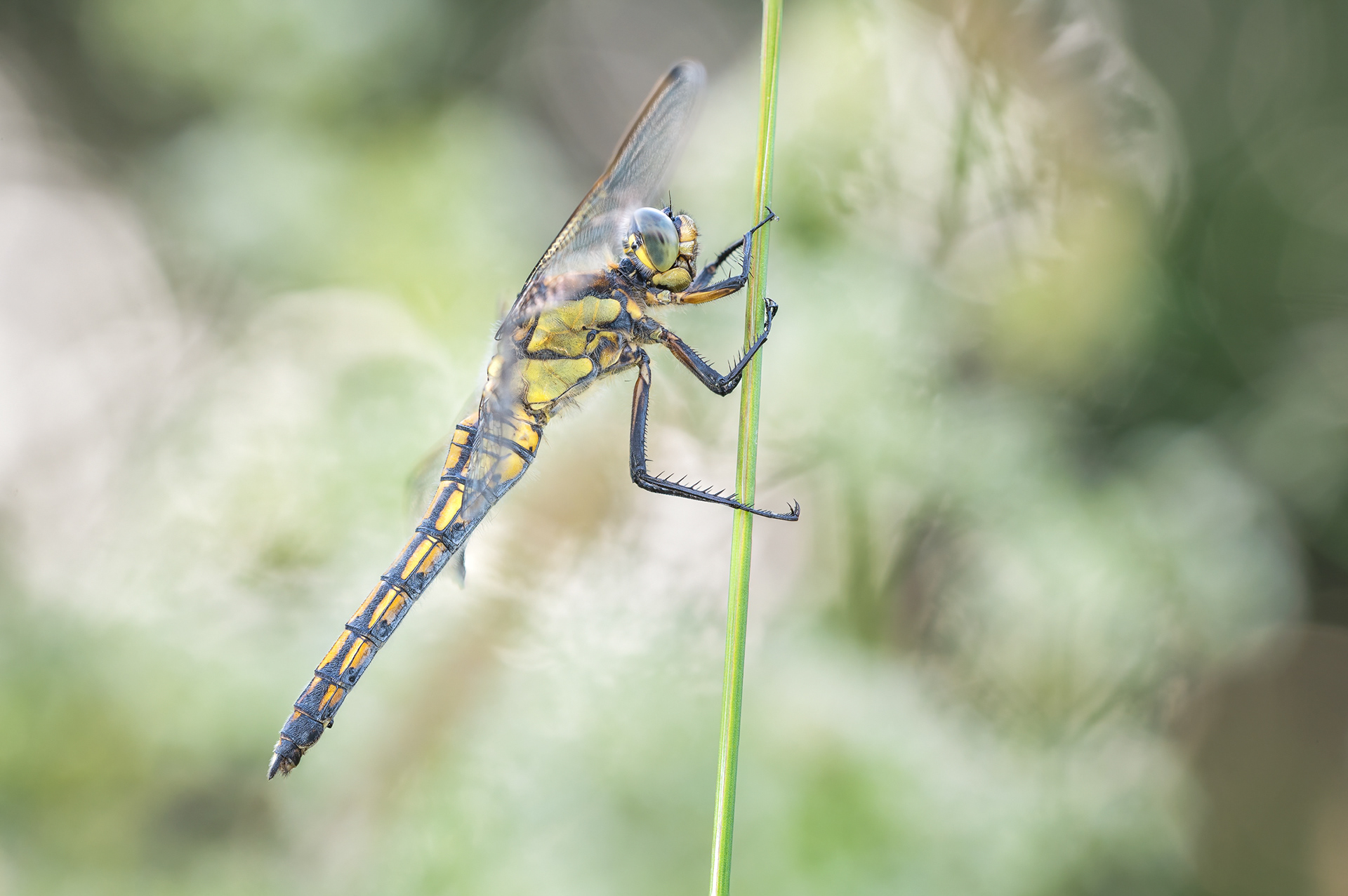 Große Blaupfeil (Orthetrum cancellatum)