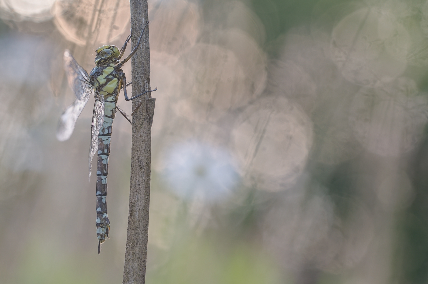 Kreuzenzian-Ameisenbläuling (Phengaris rebeli, Syn.: Maculinea rebeli)