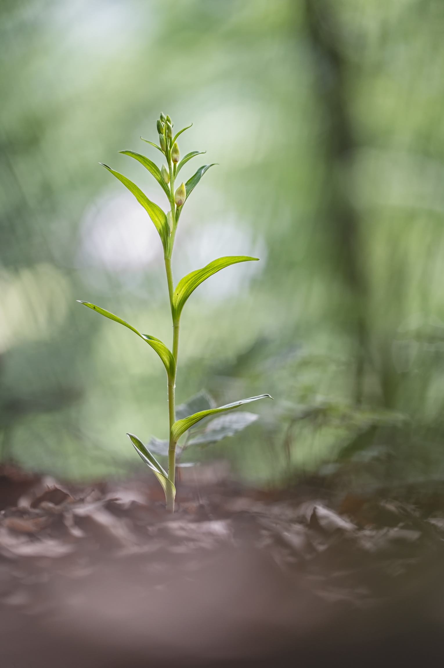 Bleiches Waldvöglein (Cephalanthera damasonium)