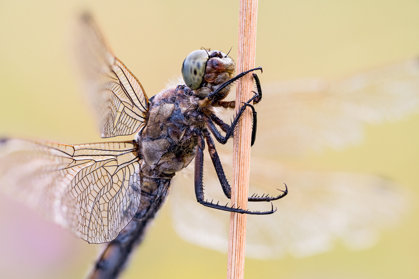 Großer Blaupfeil (Orthetrum cancellatum)