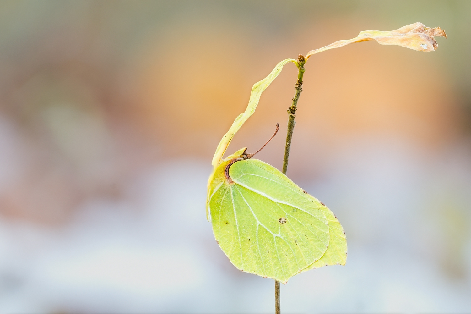 Zitronenfalter (Gonepteryx rhamni)