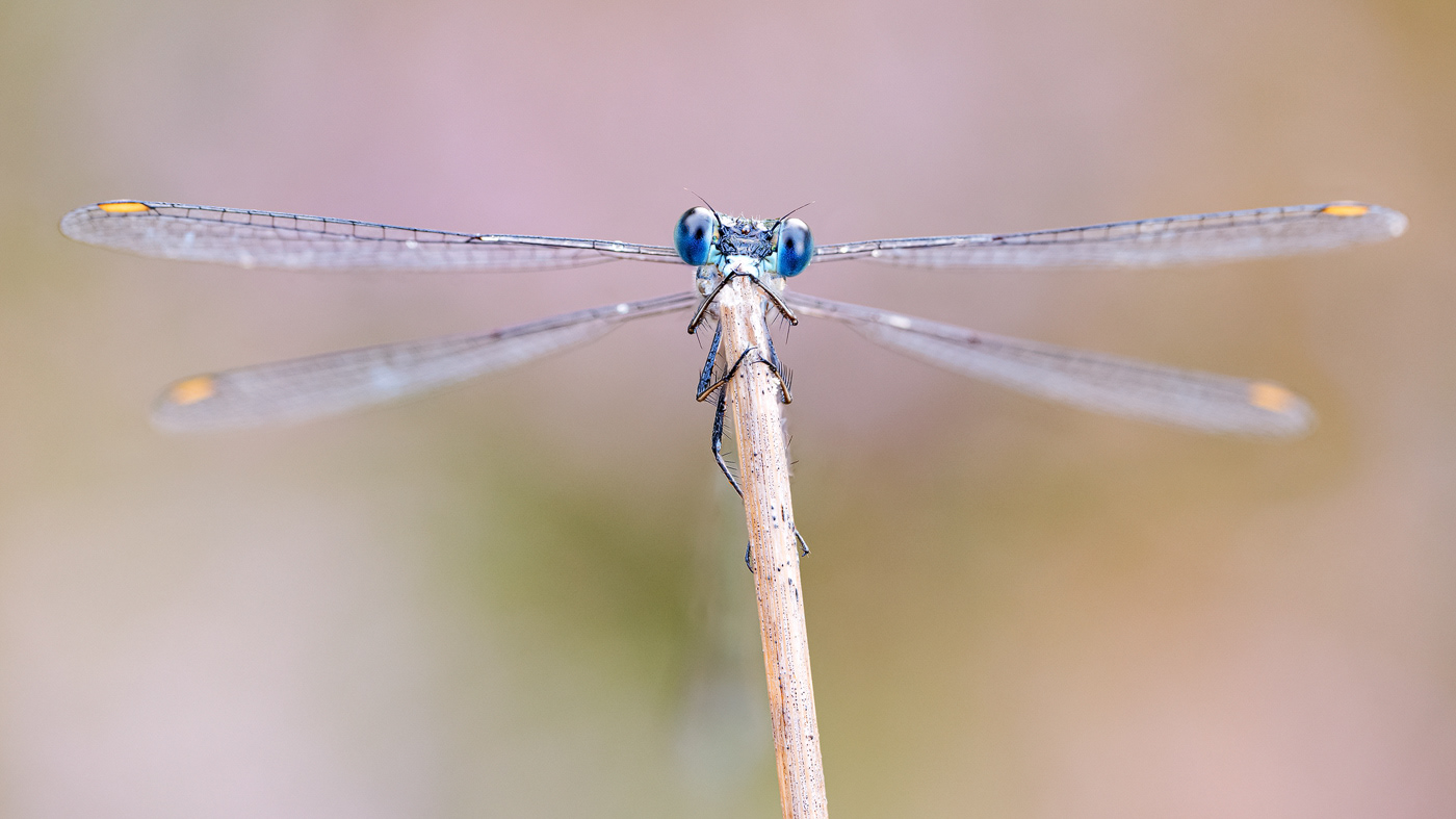  Kleine Binsenjungfer (Lestes virens)