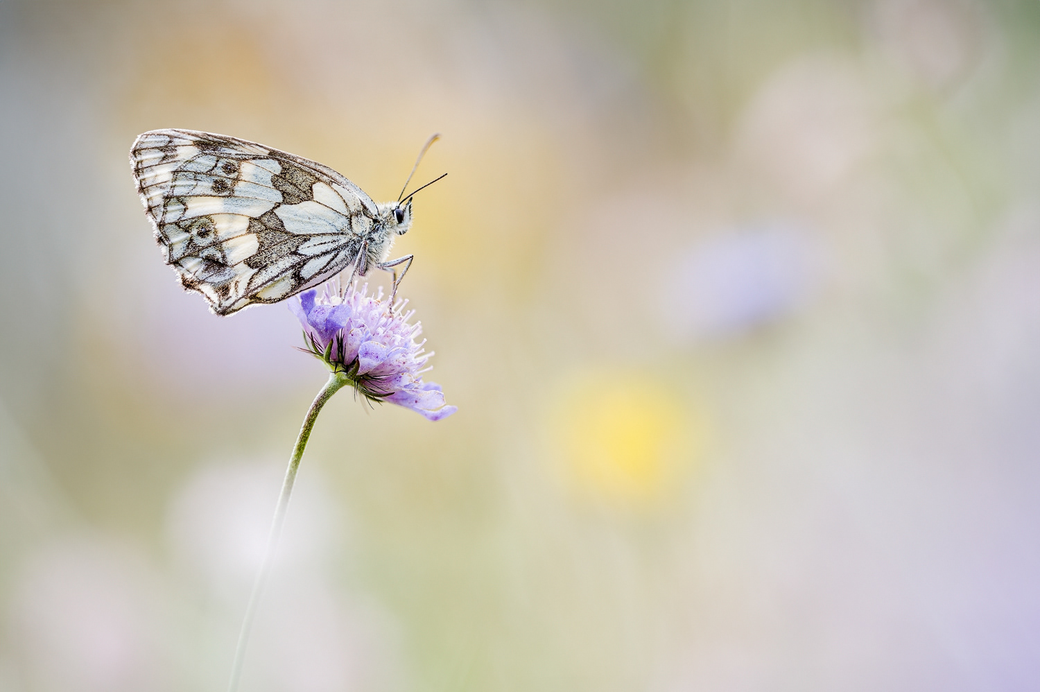  Schachbrett oder auch Damenbrett (Melanargia galathea)