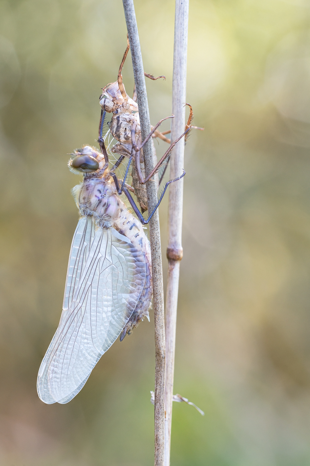 Falkenlibelle – Cordulia aenea