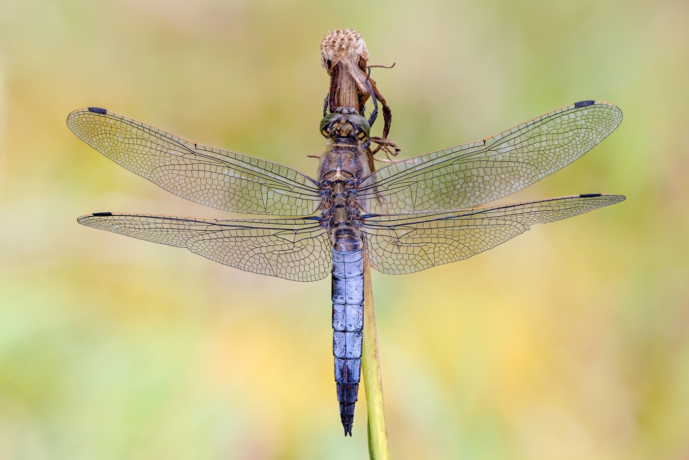 Großer Blaupfeil (Orthetrum cancellatum)
