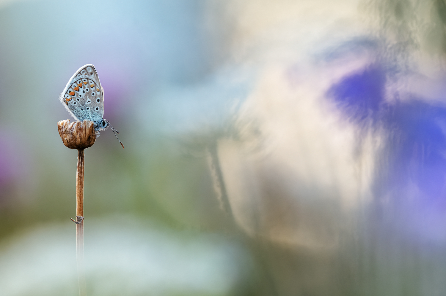 Hauhechel-Bläuling (Polyommatus icarus) 
