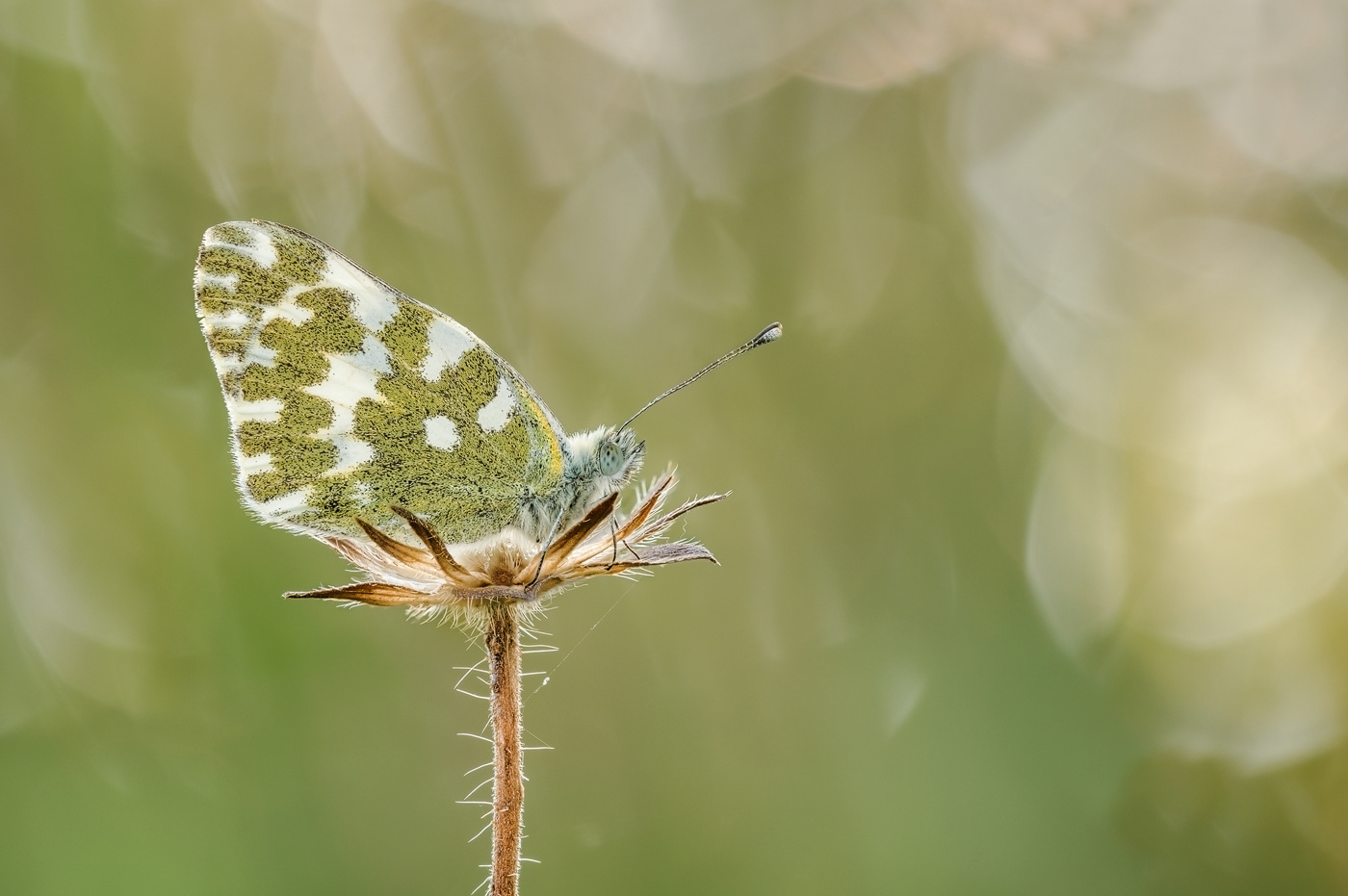 Resedafalter (Pontia edusa)