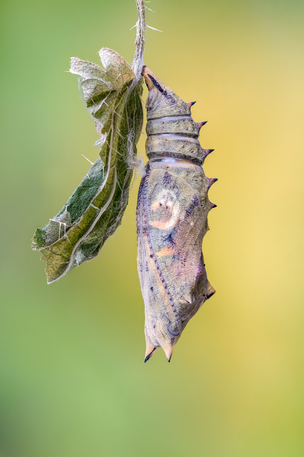 Tagpfauenauge/Aglais io