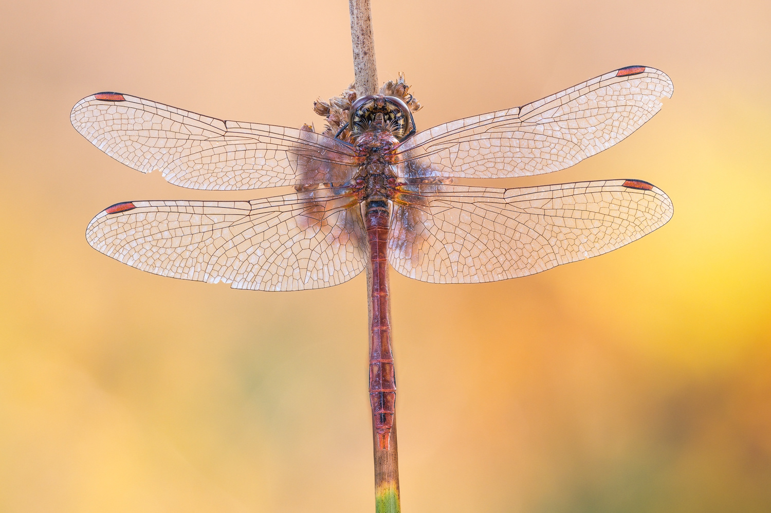 Blutrote Heidelibelle (Sympetrum sanguineum) 