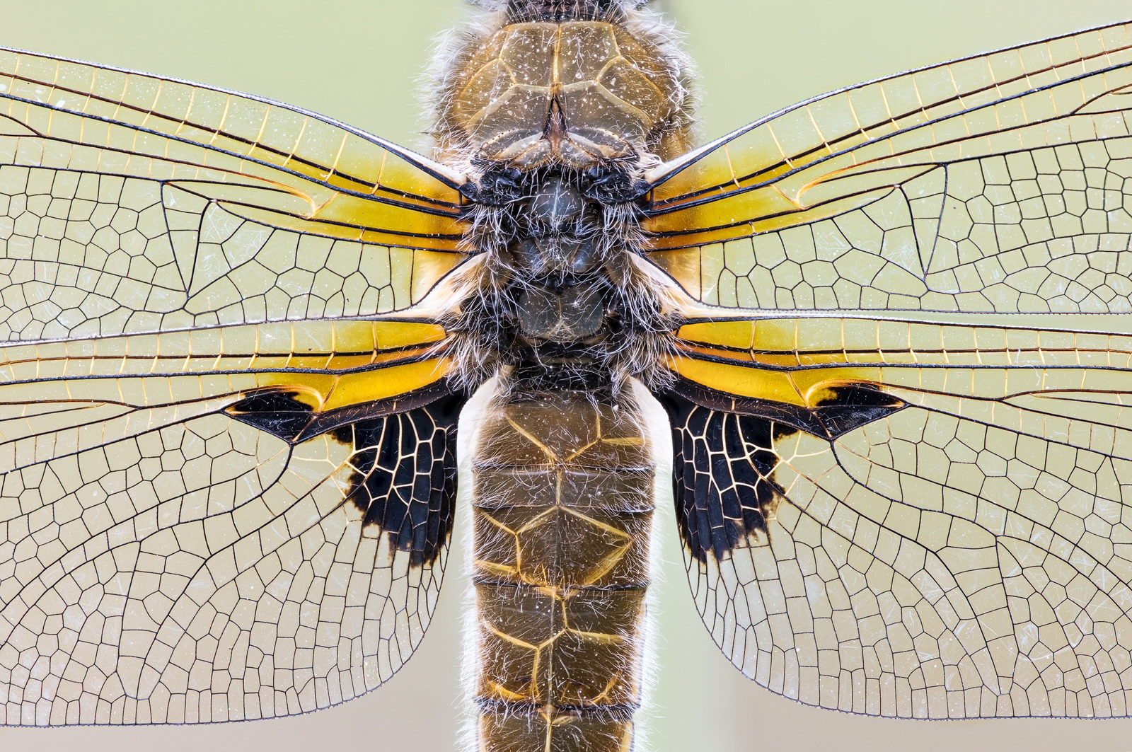 Vierfleck (Libellula quadrimaculata)